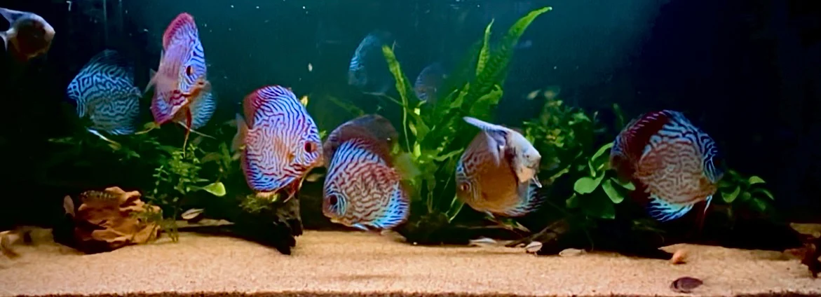 Bring Your Underwater World Alive